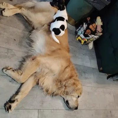 Psia Łapka - Domowy hotel dla psów Bełchatów